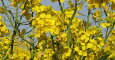 Blooming tecavüz alanı, brassica napus, Fransa 'da Normandiya, Real Time 4K