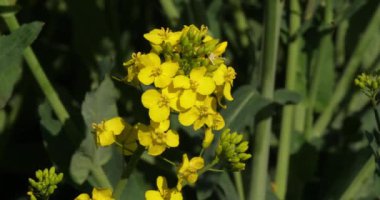 Blooming tecavüz alanı, brassica napus, Fransa 'da Normandiya, Real Time 4K
