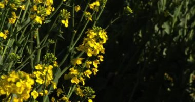 Blooming tecavüz alanı, brassica napus, Fransa 'da Normandiya, Real Time 4K
