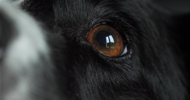 Border Collie Dog Portrait Des Rüden Nahaufnahme Von Nase Und — Stockvideo