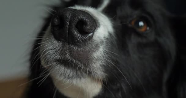 Border Collie Dog Portrait Male Close Nose Eye Real Time — стокове відео