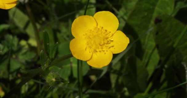 Ветер Метель Ranunculus Yellow Flower Norfely Countryside Франции Real Time — стоковое видео