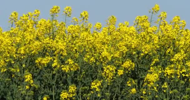 Blooming Tecavüz Alanı Brassica Napus Fransa Normandiya Real Time — Stok video