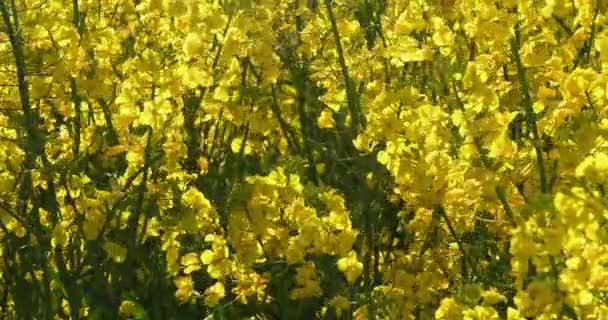 Blooming Campo Violación Brassica Napus Normandía Francia Tiempo Real — Vídeos de Stock