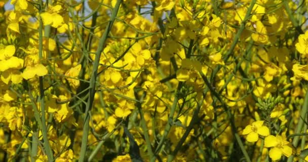 Blooming Campo Violación Brassica Napus Normandía Francia Tiempo Real — Vídeo de stock