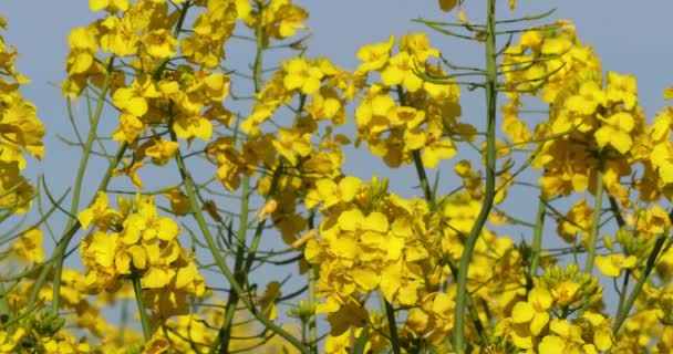 Blooming Rape Field Brassica Napus Normandy France Real Time — Stock Video