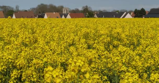 Цветущее Поле Изнасилования Brassica Napus Нормандия Франции Реальном Времени — стоковое видео