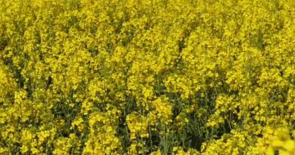 Campo Estupro Florescente Brassica Napus Normandia França Tempo Real — Vídeo de Stock