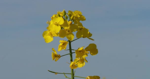Blooming Rape Field Brassica Napus Normandy France Real Time — стокове відео