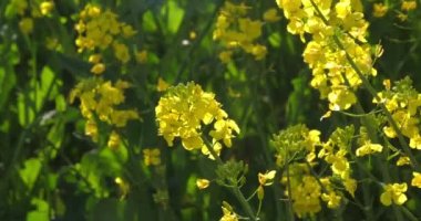 Blooming tecavüz alanı, brassica napus, Fransa 'da Normandiya, Real Time 4K