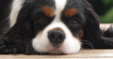 Şövalye Kral Charles Spaniel, Erkek Portresi, Fransa, Real Time 4K