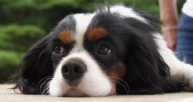 Şövalye Kral Charles Spaniel, Erkek Portresi, Fransa, Real Time 4K