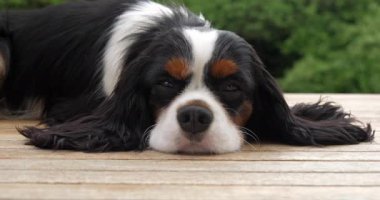 Şövalye Kral Charles Spaniel, Erkek Portresi, Fransa, Real Time 4K