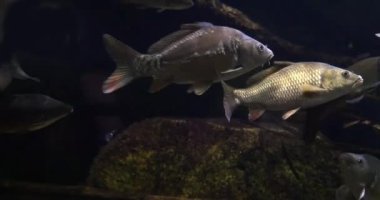 Ayna sazan balığı, Cyprinus carpio carpio, Fransa 'da bir tatlı su akvaryumunda yüzen yetişkinler, Real Time 4K
