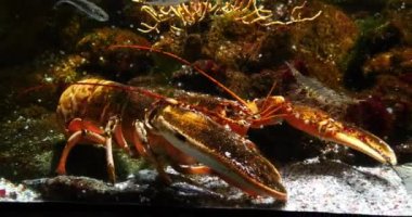 Istakoz, homarus gammarus, Adult in a Seawater Akvaryumu, Real Time 4K