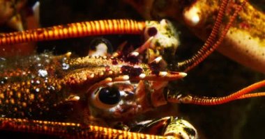 Istakoz, homarus gammarus, Head Up, Adult in a Seawater Acquarium in France, Real Time 4K