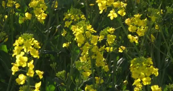 Blooming Campo Violación Brassica Napus Normandía Francia Tiempo Real — Vídeo de stock