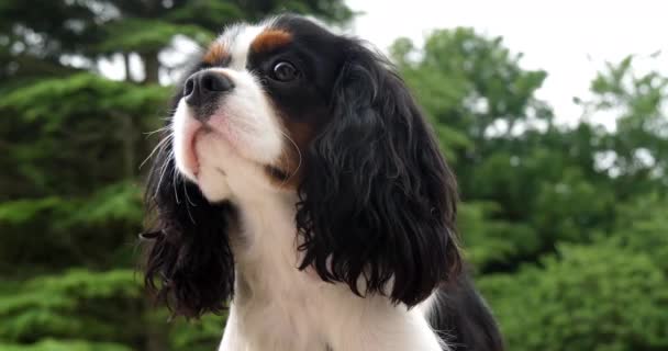 Cavalier King Charles Spaniel Portrait Male France Real Time — 비디오