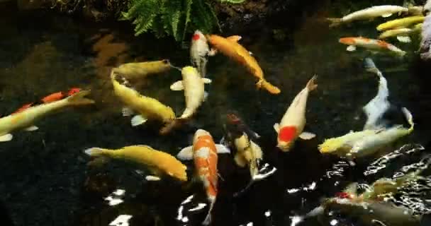 Koi Carp Cyprinus Carpio Dorośli Pływanie Akwarium Słodkowodnym Francji Real — Wideo stockowe