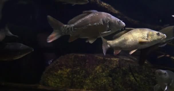 Lustro Karpiowe Cyprinus Carpio Carpio Dorośli Pływający Akwarium Słodkowodnym Francji — Wideo stockowe