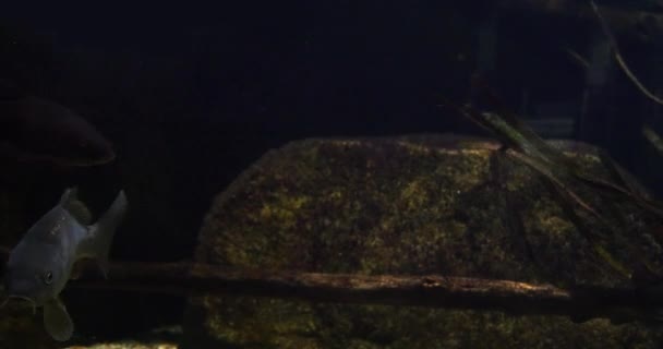 镜像鲤鱼 独眼鲤鱼 在法国淡水水族馆里游泳的成年人 实时4K — 图库视频影像
