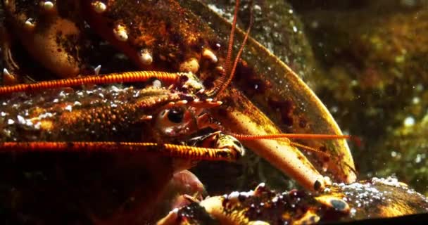 Lobster Homarus Gammarus Close Head Adult Seawater Aquarium France Real — стоковое видео