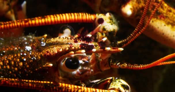 Lobster Homarus Gammarus Close Head Adult Seawater Aquarium France Real — 비디오