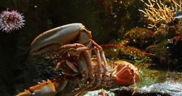Лобстер Homarus Gammarus Adult Seawater Aquarium Франції Real Time — стокове відео