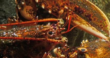 Istakoz, homarus gammarus, Head Up, Adult in a Seawater Acquarium in France, Real Time 4K
