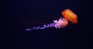 Black Sea Nettle, Pacific Ocean, Chrysaora achlyos, Seawater Acquarium in France, Real Time 4K