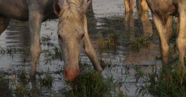 Camargue At, Yetişkin Ot Yiyen Bataklık, Saintes Marie de la Mer Camargue, Güney Fransa, Slow Motion 4K