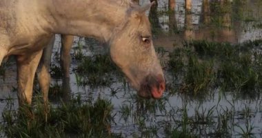 Camargue At, Yetişkin Ot Yiyen Bataklık, Saintes Marie de la Mer Camargue, Güney Fransa, Slow Motion 4K