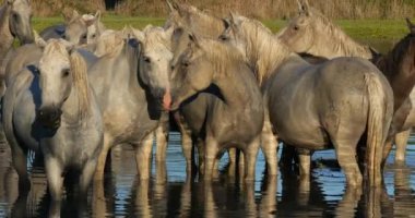Camargue Atı, Herd Bataklık 'ta, Saintes Marie de la Mer Camargue' de, Güney Fransa 'da, Real Time 4K