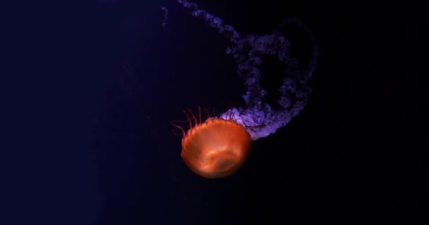 黑水母或黑海荨麻 太平洋 法国海水水族馆 实时4K — 图库视频影像