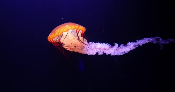 Medusa Negra Urtiga Mar Negro Oceano Pacífico Chrysaora Achlyos Aquário — Vídeo de Stock