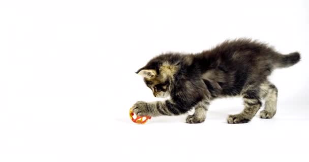 Brown Blotched Tabby Maine Coon Gato Doméstico Gatito Jugando Contra — Vídeo de stock