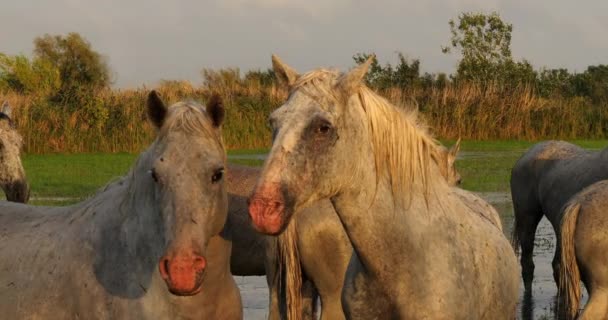 Horse Herd Standing Swamp Saintes Marie Mer Camarging South France — стокове відео