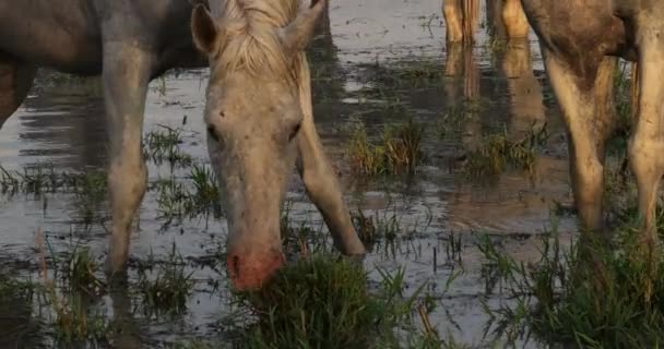 Camargue Horse Dewasa Makan Rumput Melalui Swamp Saintes Marie Mer — Stok Video
