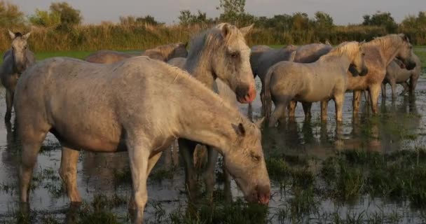 Camargue Horse Adult Eating Grass Swamp Saintes Marie Mer Camargue — стоковое видео