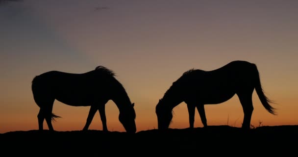 Camargue Eller Camarguais Horse Dunes Sunrise Camargue South East France — Stockvideo