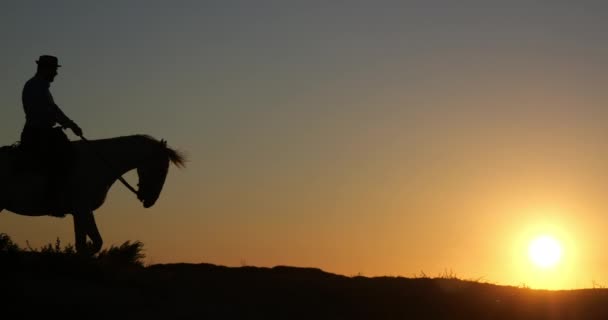 Man His Camargue Horse Kicking Sunrise Manadier Saintes Maries Mer — ストック動画