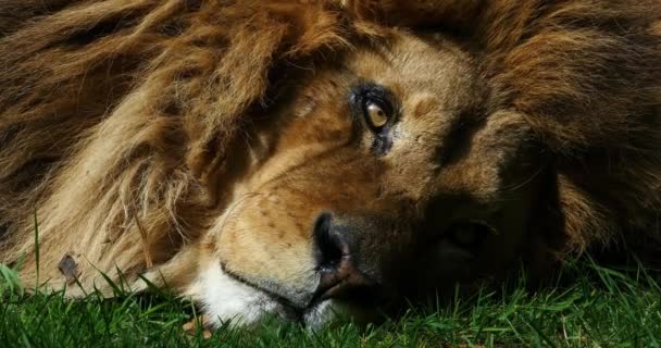 Afrikanskt Lejon Panthera Leo Porträtt Man Vilar Real Time — Stockvideo