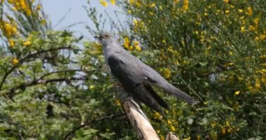 Cuckoo, guguk kuşu kanorusu, Uçan Yetişkin, Fransa 'da Normandiya, Real Time 4K