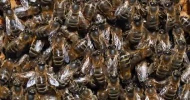 Avrupa Bal Arısı, Aspis Mellifera, Black Bee Brood üzerinde çalışan Arılar, Fransa 'da Normandiya' da Arı Kovanı, Real Time 4K