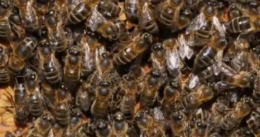 Avrupa Bal Arısı, Aspis Mellifera, Black Bee Brood üzerinde çalışan Arılar, Fransa 'da Normandiya' da Arı Kovanı, Real Time 4K
