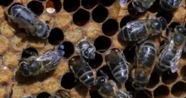 Avrupa Bal Arısı, Aspis Mellifera, Black Bee Brood üzerinde çalışan Arılar, Fransa 'da Normandiya' da Arı Kovanı, Real Time 4K