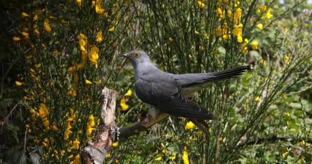 Cuckoo Guguk Kuşu Kanorusu Uçan Yetişkin Fransa Normandiya Real Time — Stok video