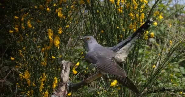 Common Cuckoo Cuculus Canorus Felnőtt Repülés Közben Normandia Franciaországban Valós — Stock videók