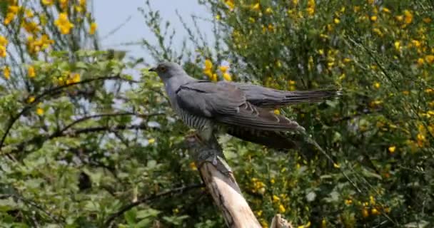 Common Cuckoo Cuculus Canorus Adult Flight Normandy France Real Time — стоковое видео