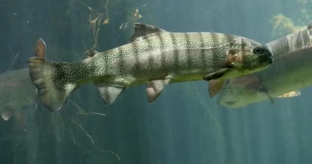 Regenbogenforelle Salmo Gairdneri Fische Schwimmen Einem Süßwasseraquarium Frankreich Echtzeit — Stockvideo